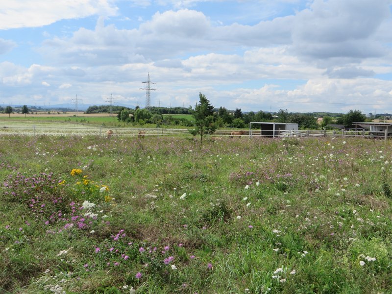 Steppe mit Wildpferden 